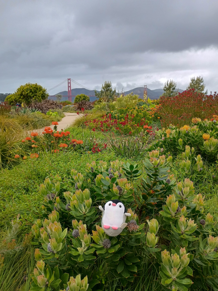 Waddles in front of the Golden Gate Bridge
